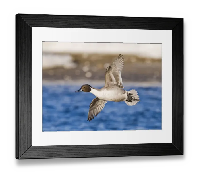 Framed Print : Northern Pintail (Anas acuta) adult male, in flight over water, Hokkaido, Japan, winter Framed Print : Northern Pintail (Anas acuta) adult male, in flight over water, Hokkaido, Japan, winter