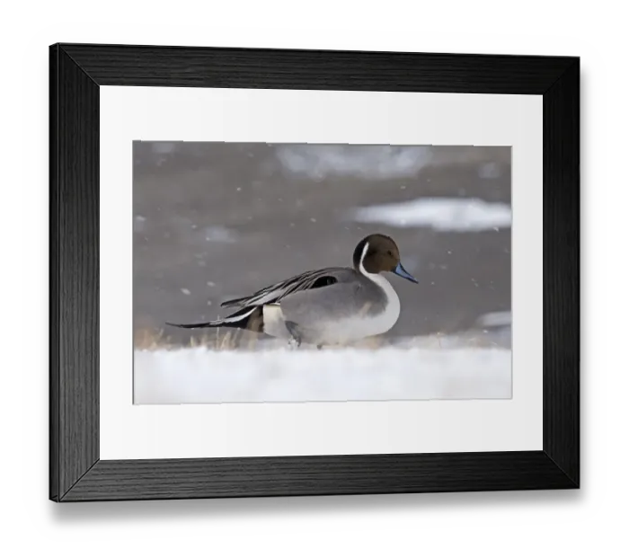 Framed Print : Northern Pintail (Anas acuta) adult male, walking in snow during snowfall, Hokkaido, Japan, winter Framed Print : Northern Pintail (Anas acuta) adult male, walking in snow during snowfall, Hokkaido, Japan, winter
