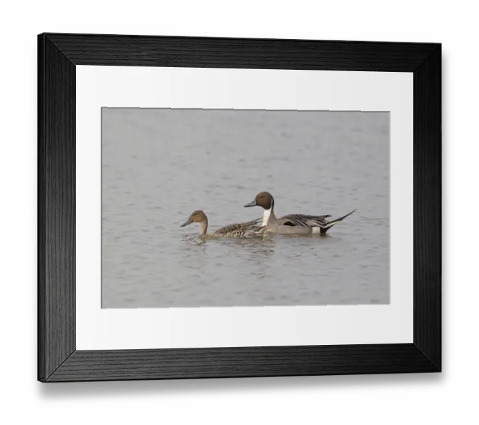 Framed Print : Northern Pintail (Anas acuta) adult pair, swimming, Minsmere RSPB Reserve, Suffolk, England, april Framed Print : Northern Pintail (Anas acuta) adult pair, swimming, Minsmere RSPB Reserve, Suffolk, England, april