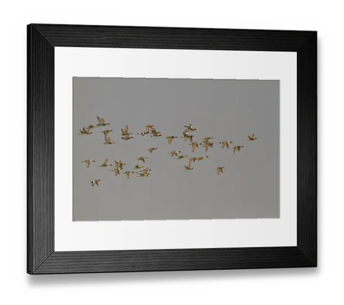 Framed Print : Northern Pintail (Anas acuta) and Eurasian Wigeon (Anas penelope) mixed flock, in flight, Sundarbans, Ganges Delta, West Bengal, India Framed Print : Northern Pintail (Anas acuta) and Eurasian Wigeon (Anas penelope) mixed flock, in flight, Sundarbans, Ganges Delta, West Bengal, India