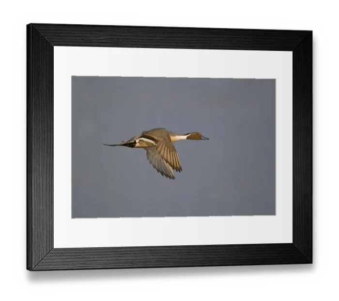 Framed Print : Northern Pintail (Anas acuta) adult male, in flight, Minsmere RSPB Reserve, Suffolk, England, april Framed Print : Northern Pintail (Anas acuta) adult male, in flight, Minsmere RSPB Reserve, Suffolk, England, april