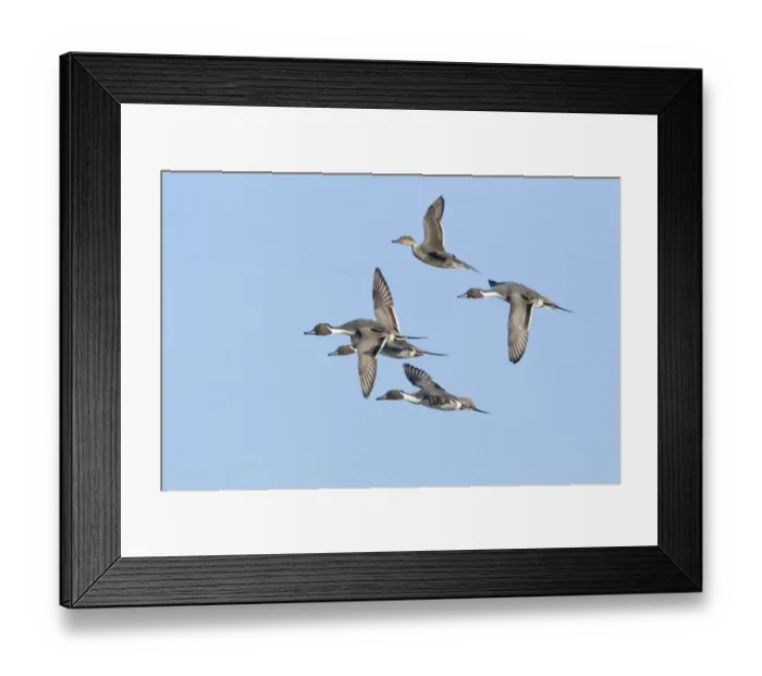 Framed Print : Northern Pintail (Anas acuta) adult males and female, in flight, Slimbridge, Gloucestershire, England, january