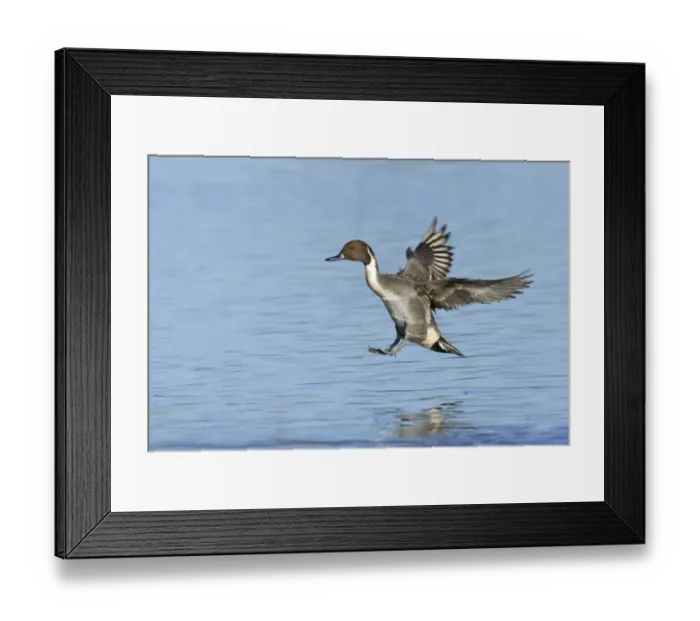 Framed Print : Northern Pintail (Anas acuta) adult male, in flight, landing on water, Slimbridge, Gloucestershire, England, january Framed Print : Northern Pintail (Anas acuta) adult male, in flight, landing on water, Slimbridge, Gloucestershire, England, january