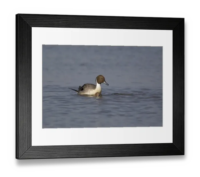Framed Print : Northern Pintail (Anas acuta) adult pair, mating in water, Slimbridge, Gloucestershire, England, march Framed Print : Northern Pintail (Anas acuta) adult pair, mating in water, Slimbridge, Gloucestershire, England, march