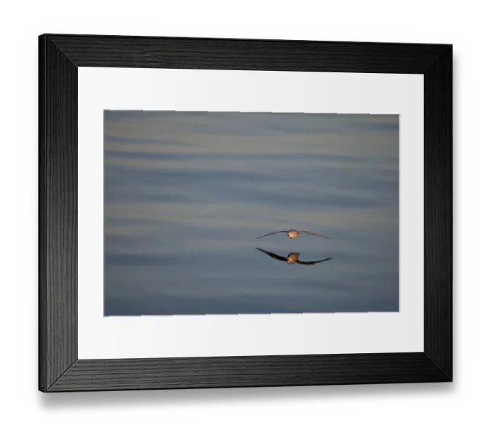Framed Print : Northern Fulmar (Fulmaris glacialis) dark form, adult, in low flight over sea with reflection, Spitsbergen, Svalbard, august Framed Print : Northern Fulmar (Fulmaris glacialis) dark form, adult, in low flight over sea with reflection, Spitsbergen, Svalbard, august
