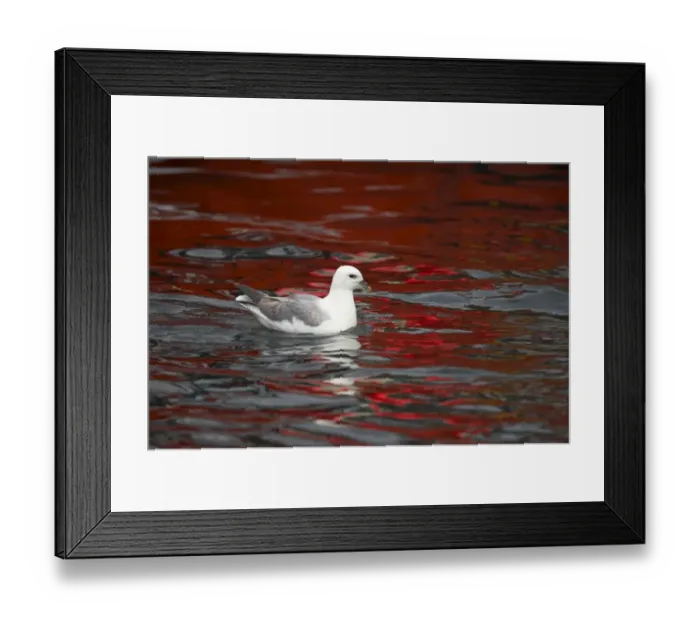 Framed Print : Northern Fulmar (Fulmaris glacialis) adult, swimming at sea with water reflecting red boat, Unst, Shetland Islands, Scotland