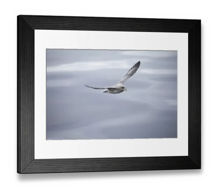 Framed Print : Northern Fulmar (Fulmaris glacialis) dark form, adult, in low flight over sea, Spitsbergen, Svalbard, august