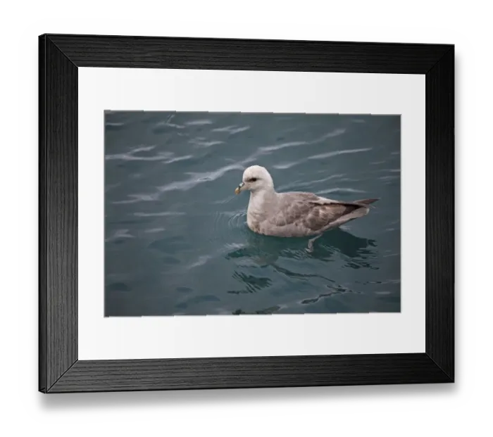 Framed Print : Northern Fulmar (Fulmaris glacialis) dark form, adult, swimming at sea, Spitsbergen, Svalbard, august Framed Print : Northern Fulmar (Fulmaris glacialis) dark form, adult, swimming at sea, Spitsbergen, Svalbard, august