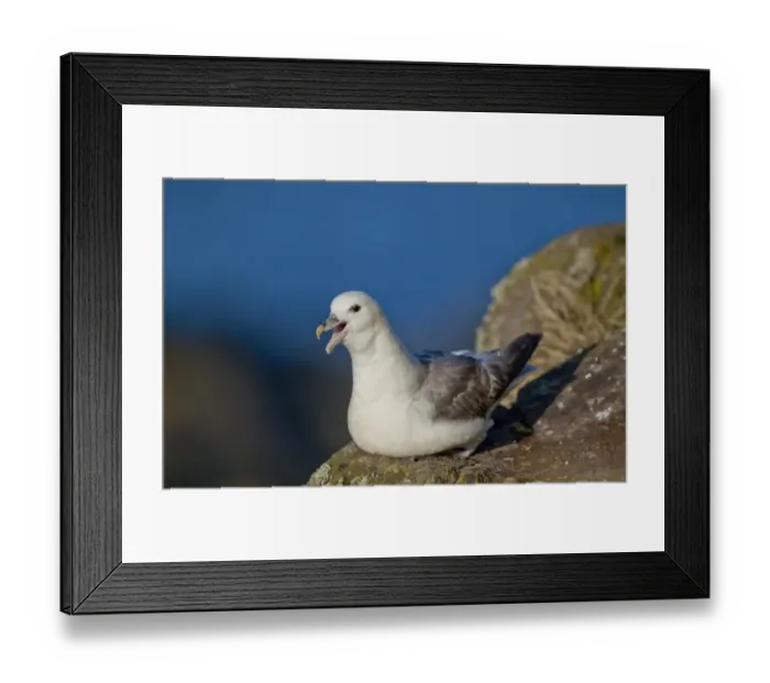 Framed Print : Northern Fulmar (Fulmaris glacialis) adult, calling, Isle of May, Firth of Forth, Scotland, july Framed Print : Northern Fulmar (Fulmaris glacialis) adult, calling, Isle of May, Firth of Forth, Scotland, july