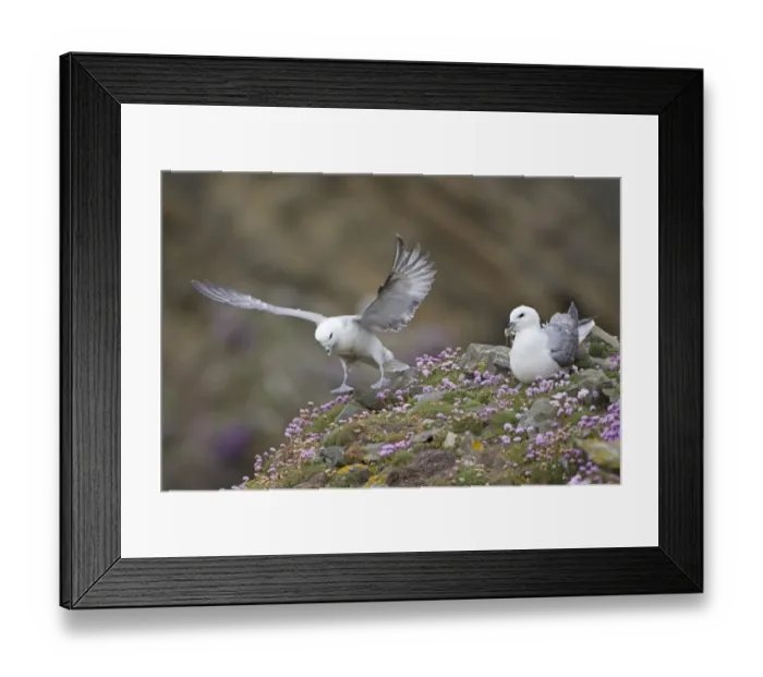Framed Print : Northern Fulmar (Fulmaris glacialis) two adults, landing and resting amongst thrift, Shetland Islands, Scotland, june Framed Print : Northern Fulmar (Fulmaris glacialis) two adults, landing and resting amongst thrift, Shetland Islands, Scotland, june