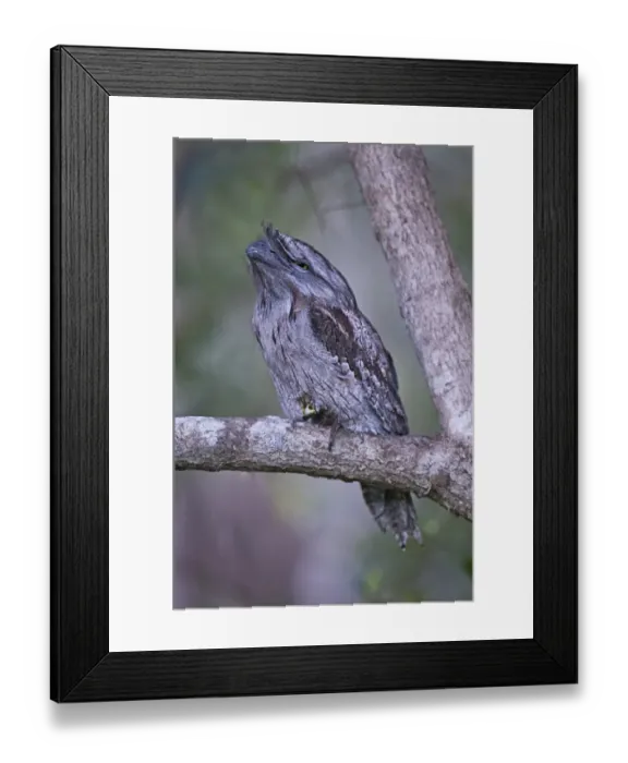 Framed Print : Tawny Frogmouth (Podargus strigoides) adult, perched on branch, Brisbane, Queensland, Australia Framed Print : Tawny Frogmouth (Podargus strigoides) adult, perched on branch, Brisbane, Queensland, Australia