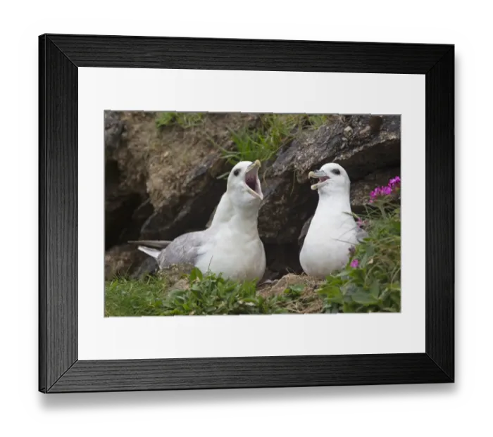 Framed Print : Northern Fulmar (Fulmaris glacialis) adult pair, calling at nest, Shetland Islands, Scotland, june
