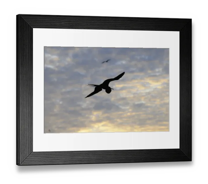 Framed Print : Magnificent Frigatebird (Fregata magnificens) adult male, silhouetted in flight with inflated gular pouch, Galapagos Islands