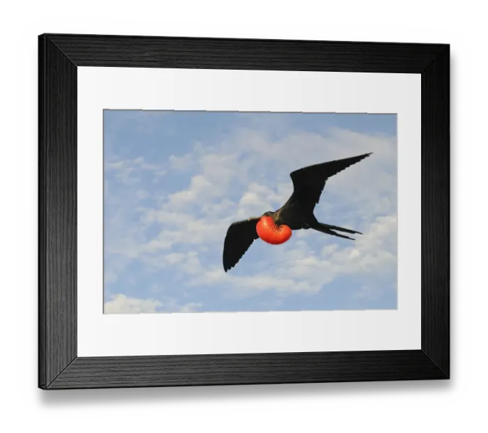 Framed Print : Magnificent Frigatebird (Fregata magnificens) adult male, in flight with inflated gular pouch, Galapagos Islands Framed Print : Magnificent Frigatebird (Fregata magnificens) adult male, in flight with inflated gular pouch, Galapagos Islands