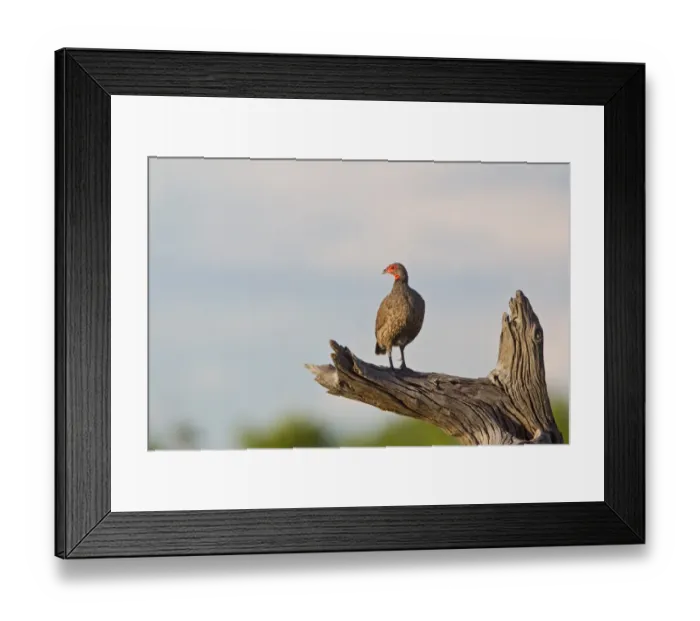 Framed Print : Swainson's Francolin (Francolinus swainsonii) adult, standing on dead branch, Okavango Delta, Botswana Framed Print : Swainson's Francolin (Francolinus swainsonii) adult, standing on dead branch, Okavango Delta, Botswana