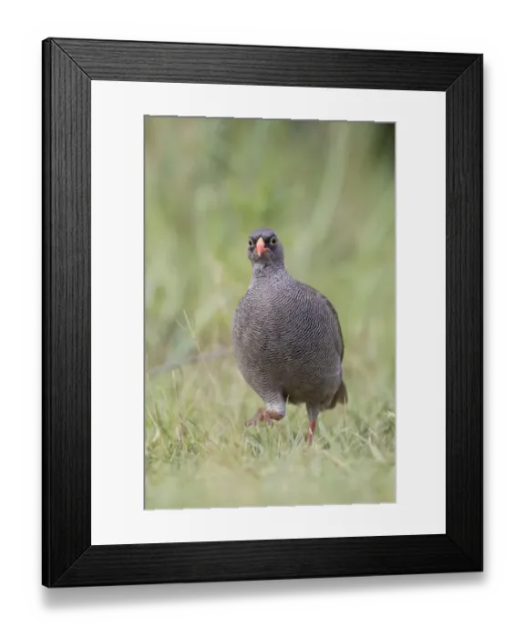 Framed Print : Red-billed Francolin (Francolinus adspersus) adult male, walking on grass, Okavango Delta, Botswana Framed Print : Red-billed Francolin (Francolinus adspersus) adult male, walking on grass, Okavango Delta, Botswana