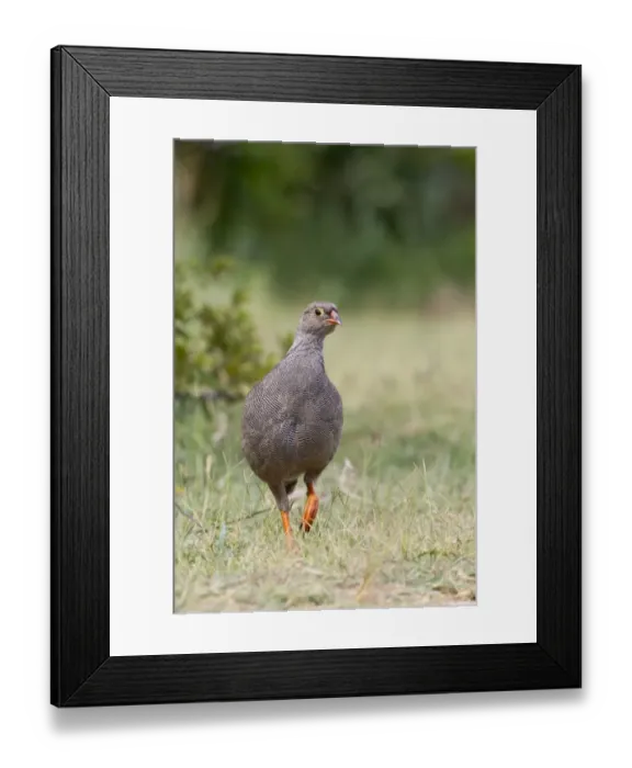 Framed Print : Red-billed Francolin (Francolinus adspersus) adult female, walking on grass, Okavango Delta, Botswana Framed Print : Red-billed Francolin (Francolinus adspersus) adult female, walking on grass, Okavango Delta, Botswana
