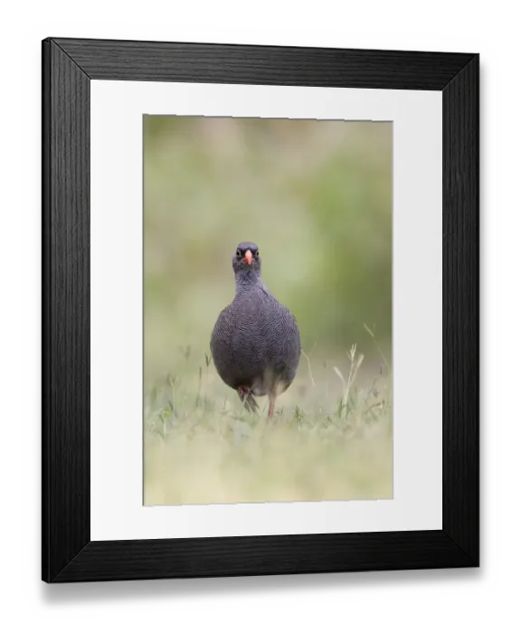 Framed Print : Red-billed Francolin (Francolinus adspersus) adult male, walking in grass, Okavango Delta, Botswana