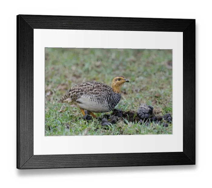 Framed Print : Coqui Francolin (Peliperdix coqui) adult, feeding, foraging amongst mammal dung, Masai Mara, Kenya Framed Print : Coqui Francolin (Peliperdix coqui) adult, feeding, foraging amongst mammal dung, Masai Mara, Kenya