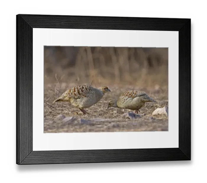 Framed Print : Grey Francolin (Francolinus pondicerianus) adult pair, foraging on ground, Northern India, january Framed Print : Grey Francolin (Francolinus pondicerianus) adult pair, foraging on ground, Northern India, january