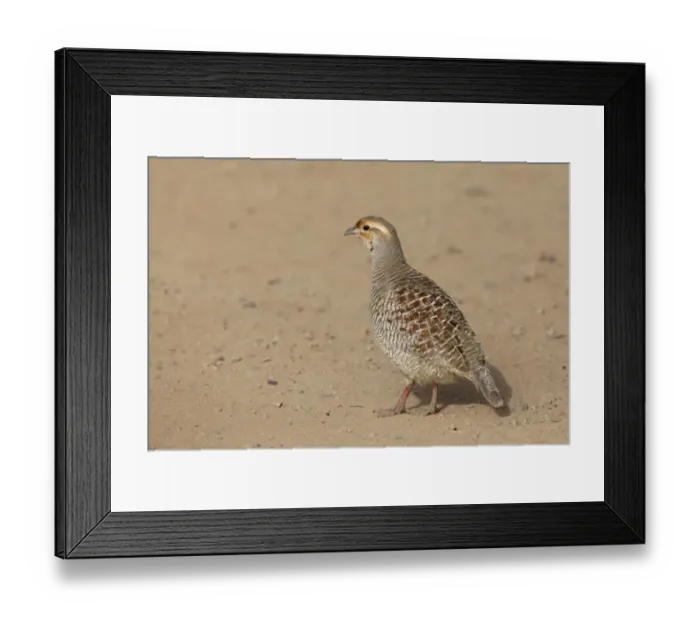 Framed Print : Grey Francolin (Francolinus pondicerianus) adult, standing on dry ground, Ranthambore N. P. Rajasthan, India Framed Print : Grey Francolin (Francolinus pondicerianus) adult, standing on dry ground, Ranthambore N. P. Rajasthan, India
