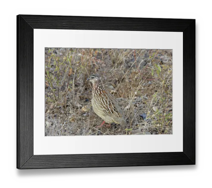 Framed Print : Crested Francolin (Francolinus sephaena) adult, standing in dry bush, Balule Reserve, Limpopo Province, South Africa