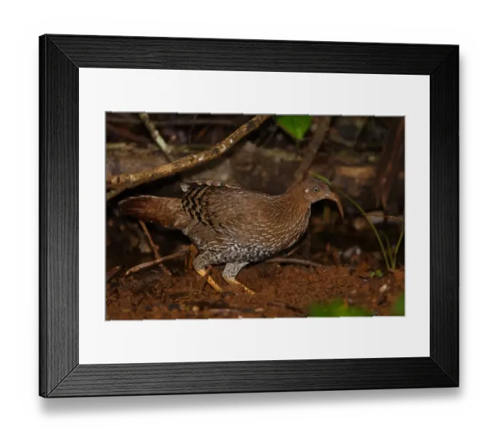 Framed Print : Ceylon Junglefowl (Gallus lafayetii) adult female, scratching in dirt for food, Sinharaja Forest N. P. Sri Lanka, december Framed Print : Ceylon Junglefowl (Gallus lafayetii) adult female, scratching in dirt for food, Sinharaja Forest N. P. Sri Lanka, december