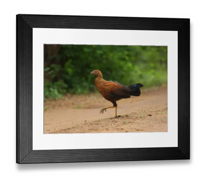 Framed Print : Ceylon Junglefowl (Gallus lafayetii) immature male, walking on track, Sinharaja Forest N. P. Sri Lanka, december Framed Print : Ceylon Junglefowl (Gallus lafayetii) immature male, walking on track, Sinharaja Forest N. P. Sri Lanka, december