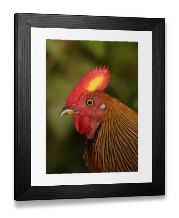Framed Print : Ceylon Junglefowl (Gallus lafayetii) adult male, close-up of head, Sinharaja Forest N. P. Sri Lanka, december Framed Print : Ceylon Junglefowl (Gallus lafayetii) adult male, close-up of head, Sinharaja Forest N. P. Sri Lanka, december