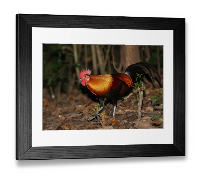Framed Print : Red Junglefowl (Gallus gallus spadiceus) adult male, walking on forest floor, Kaeng Krachan N. P. Thailand, november Framed Print : Red Junglefowl (Gallus gallus spadiceus) adult male, walking on forest floor, Kaeng Krachan N. P. Thailand, november
