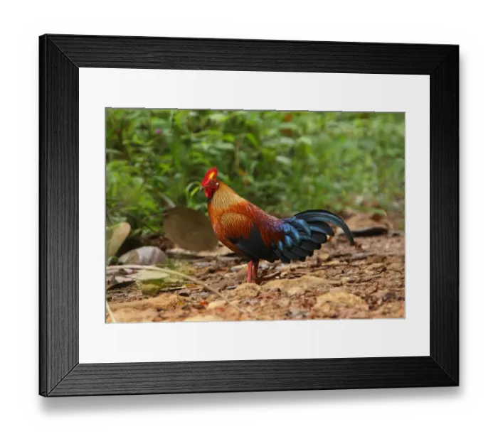 Framed Print : Ceylon Junglefowl (Gallus lafayetii) adult male, standing on bare ground, Sinharaja Forest N. P. Sri Lanka, december