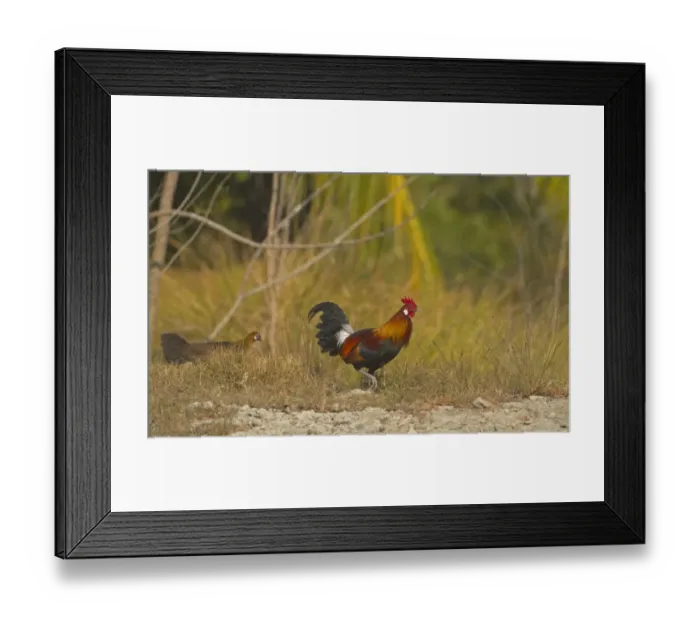 Framed Print : Red Junglefowl (Gallus gallus murghi) adult male and female, walking, Sundarbans, Ganges Delta, West Bengal, India Framed Print : Red Junglefowl (Gallus gallus murghi) adult male and female, walking, Sundarbans, Ganges Delta, West Bengal, India