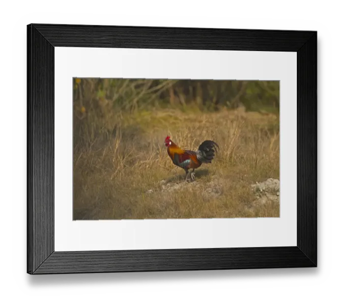 Framed Print : Red Junglefowl (Gallus gallus murghi) adult male, walking, Sundarbans, Ganges Delta, West Bengal, India Framed Print : Red Junglefowl (Gallus gallus murghi) adult male, walking, Sundarbans, Ganges Delta, West Bengal, India