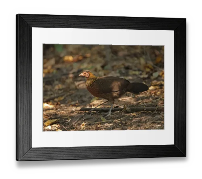 Framed Print : Red Junglefowl (Gallus gallus spadiceus) adult female, standing on forest floor, Kaeng Krachan N. P. Thailand, january