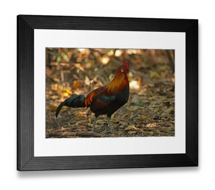 Framed Print : Red Junglefowl (Gallus gallus spadiceus) adult male, walking on forest floor, Kaeng Krachan N. P. Thailand, january