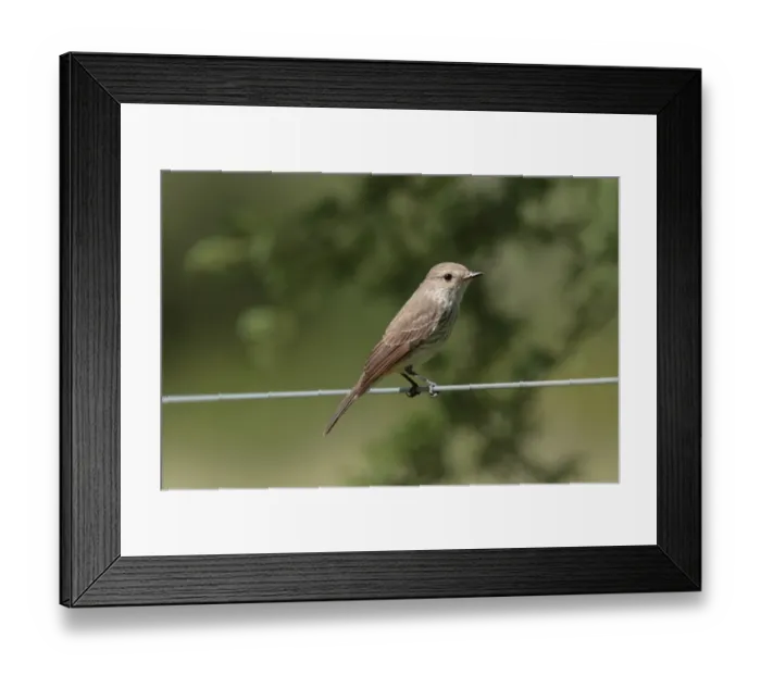 Framed Print : Vermilion Flycatcher (Pyrocephalus rubinus rubinus) Southern subspecies, adult female, perched on wire, Colonia Carlos Pellegrini, Corrientes, Argentina, november Framed Print : Vermilion Flycatcher (Pyrocephalus rubinus rubinus) Southern subspecies, adult female, perched on wire, Colonia Carlos Pellegrini, Corrientes, Argentina, november