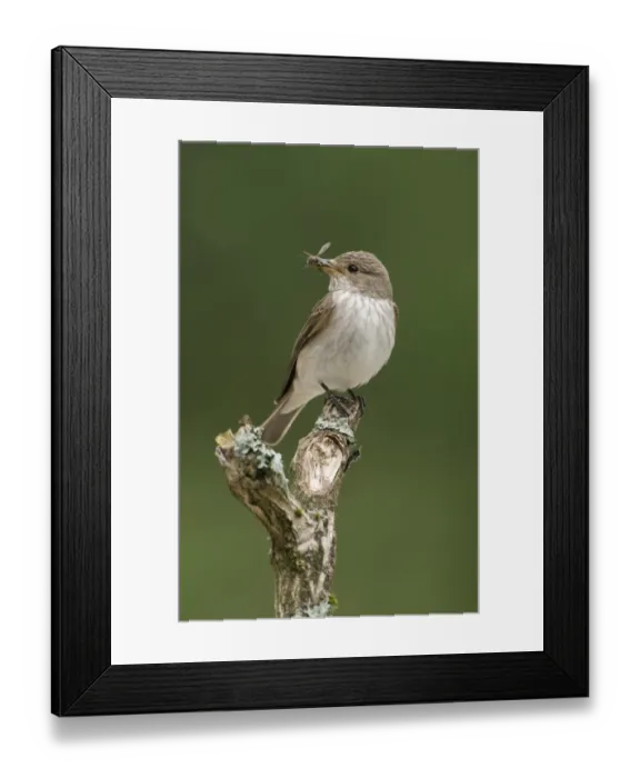 Framed Print : Spotted Flycatcher (Muscicapa striata) adult, with wasp in beak, perched on branch, England, june Framed Print : Spotted Flycatcher (Muscicapa striata) adult, with wasp in beak, perched on branch, England, june