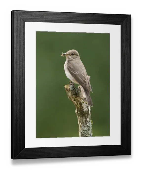 Framed Print : Spotted Flycatcher (Muscicapa striata) adult, with moth in beak, perched on branch, England, june Framed Print : Spotted Flycatcher (Muscicapa striata) adult, with moth in beak, perched on branch, England, june