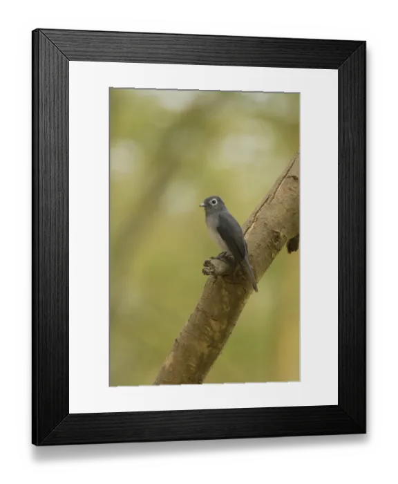 Framed Print : White-eyed Slaty Flycatcher (Melaenornis fischeri) adult, perched on branch, Lake Nakuru N. P. Great Rift Valley, Kenya Framed Print : White-eyed Slaty Flycatcher (Melaenornis fischeri) adult, perched on branch, Lake Nakuru N. P. Great Rift Valley, Kenya