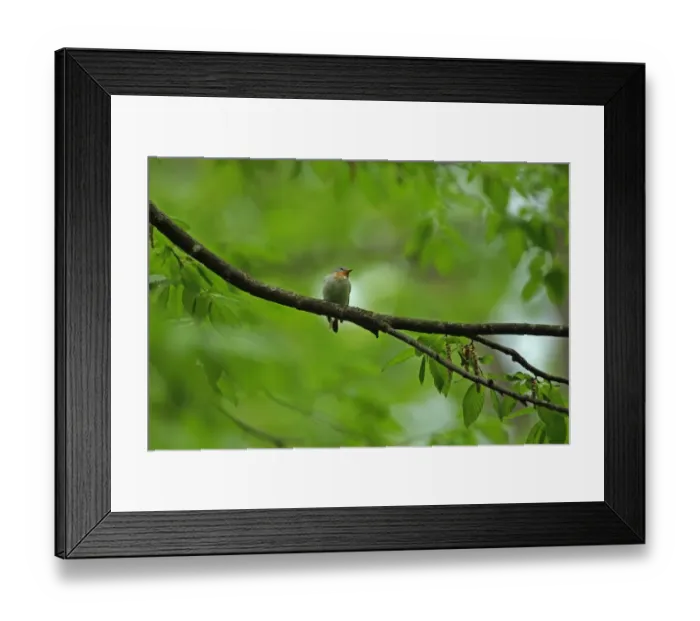 Framed Print : Red-breasted Flycatcher (Ficedula parva) adult male, perched on branch in tree, Tulcea, Dobrogea, Romania, may Framed Print : Red-breasted Flycatcher (Ficedula parva) adult male, perched on branch in tree, Tulcea, Dobrogea, Romania, may