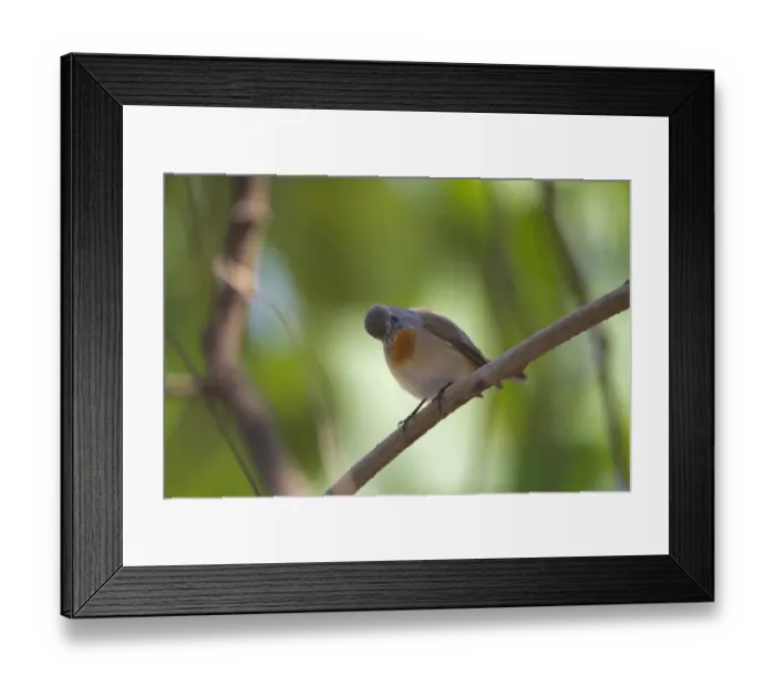 Framed Print : Red-breasted Flycatcher (Ficedula parva) adult male, perched on twig, Keoladeo Ghana N. P. (Bharatpur), Rajasthan, India Framed Print : Red-breasted Flycatcher (Ficedula parva) adult male, perched on twig, Keoladeo Ghana N. P. (Bharatpur), Rajasthan, India
