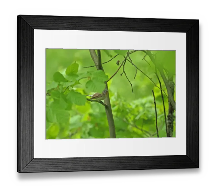 Framed Print : Red-breasted Flycatcher (Ficedula parva) adult male, perched amongst leaves in tree, Tulcea, Dobrogea, Romania, may Framed Print : Red-breasted Flycatcher (Ficedula parva) adult male, perched amongst leaves in tree, Tulcea, Dobrogea, Romania, may