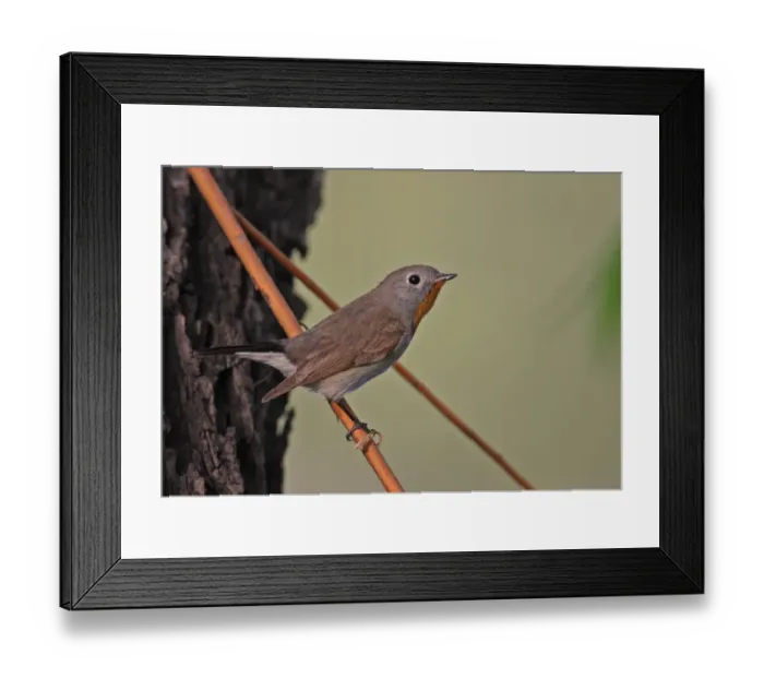 Framed Print : Taiga Flycatcher (Ficedula parva albicilla) adult male, perched on twig, Beijing, China, may Framed Print : Taiga Flycatcher (Ficedula parva albicilla) adult male, perched on twig, Beijing, China, may