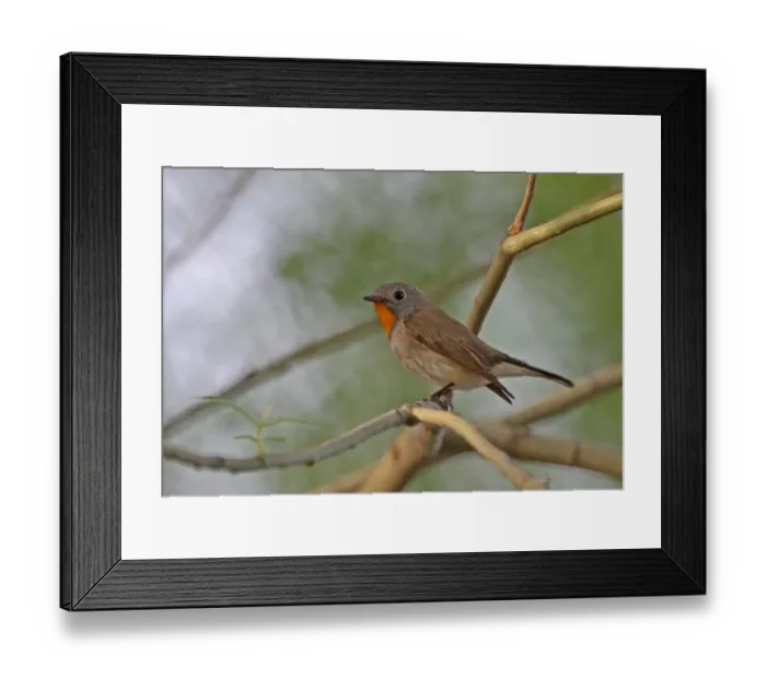 Framed Print : Taiga Flycatcher (Ficedula parva albicilla) adult male, perched on twig, Beijing, China, may Framed Print : Taiga Flycatcher (Ficedula parva albicilla) adult male, perched on twig, Beijing, China, may
