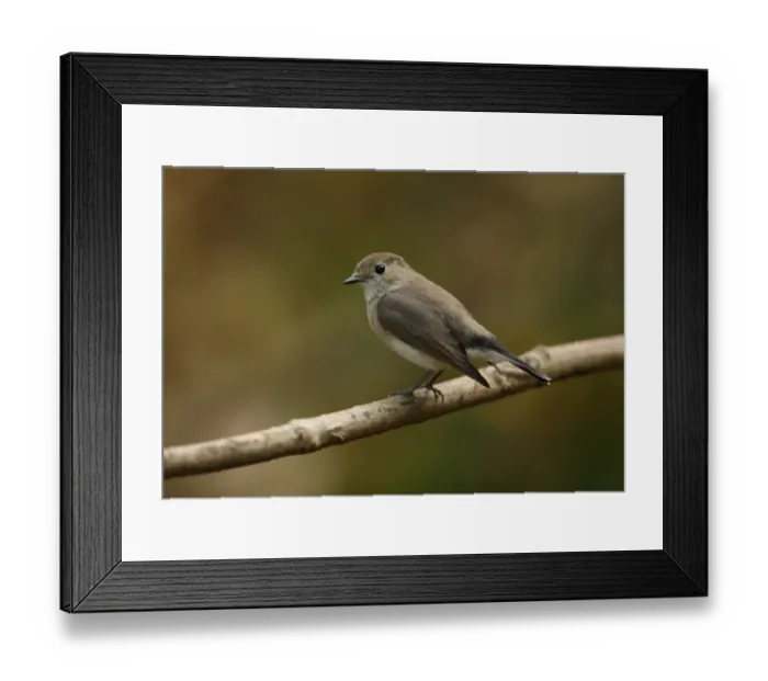 Framed Print : Taiga Flycatcher (Ficedula parva albicilla) adult, non-breeding plumage, perched on twig, Kaeng Krachan N. P. Thailand, january Framed Print : Taiga Flycatcher (Ficedula parva albicilla) adult, non-breeding plumage, perched on twig, Kaeng Krachan N. P. Thailand, january