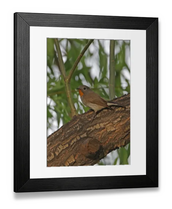 Framed Print : Taiga Flycatcher (Ficedula parva albicilla) adult male, perched on branch, Beijing, China, may Framed Print : Taiga Flycatcher (Ficedula parva albicilla) adult male, perched on branch, Beijing, China, may