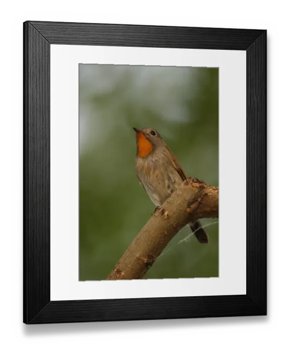 Framed Print : Taiga Flycatcher (Ficedula parva albicilla) adult male, perched on branch, Beijing, China, may Framed Print : Taiga Flycatcher (Ficedula parva albicilla) adult male, perched on branch, Beijing, China, may