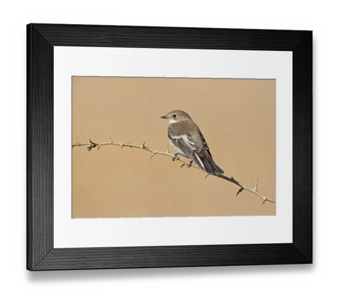 Framed Print : Pied Flycatcher (Ficedula hypoleuca) adult female, autumn migrant, perched on twig, Northern Spain, september Framed Print : Pied Flycatcher (Ficedula hypoleuca) adult female, autumn migrant, perched on twig, Northern Spain, september