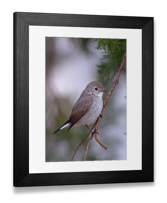 Framed Print : Taiga Flycatcher (Ficedula parva albicilla) juvenile, perched on twig, Uttaranchal, India, january Framed Print : Taiga Flycatcher (Ficedula parva albicilla) juvenile, perched on twig, Uttaranchal, India, january