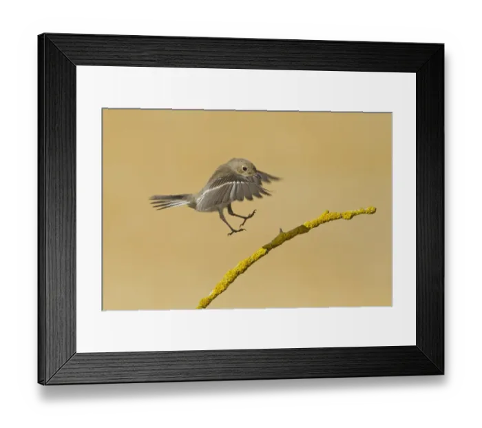 Framed Print : Pied Flycatcher (Ficedula hypoleuca) adult female, autumn migrant, in flight, landing on twig, Northern Spain, september Framed Print : Pied Flycatcher (Ficedula hypoleuca) adult female, autumn migrant, in flight, landing on twig, Northern Spain, september